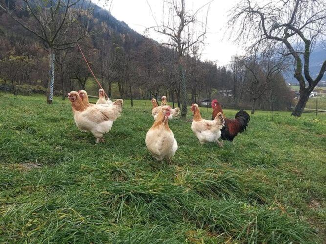 Holiday On An Organic Farm In Hart Im Zillertal Exteriér fotografie